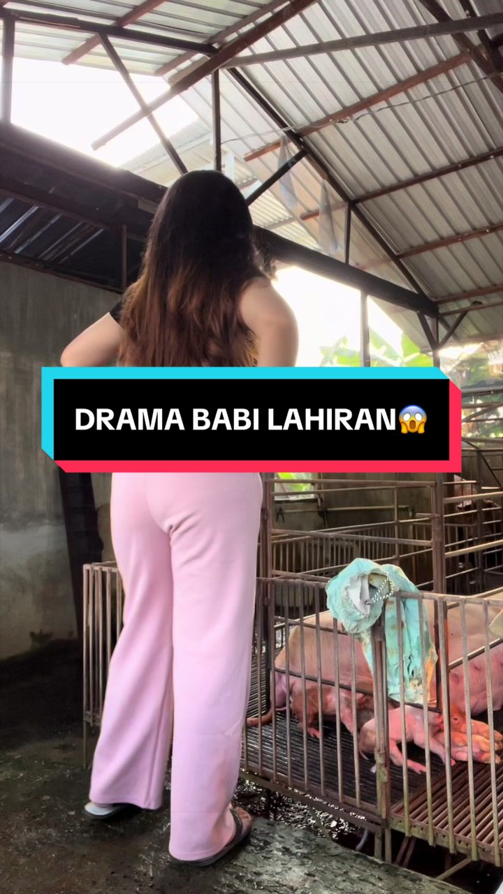 @Twinspiggyfarm01