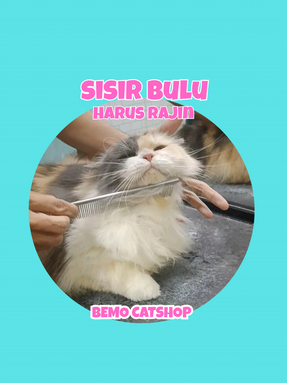 @Bemo Catshop