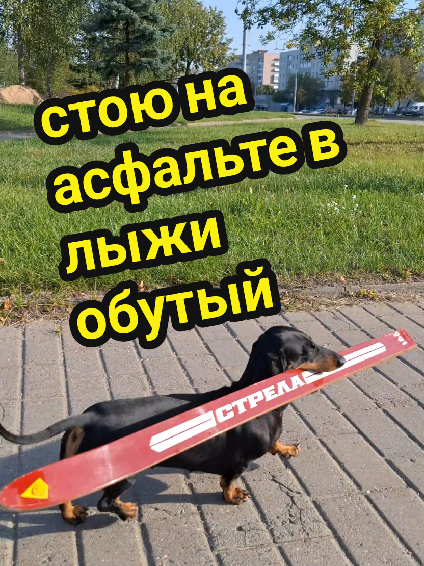 @ШПУЛЬКА. Весёлая такса!