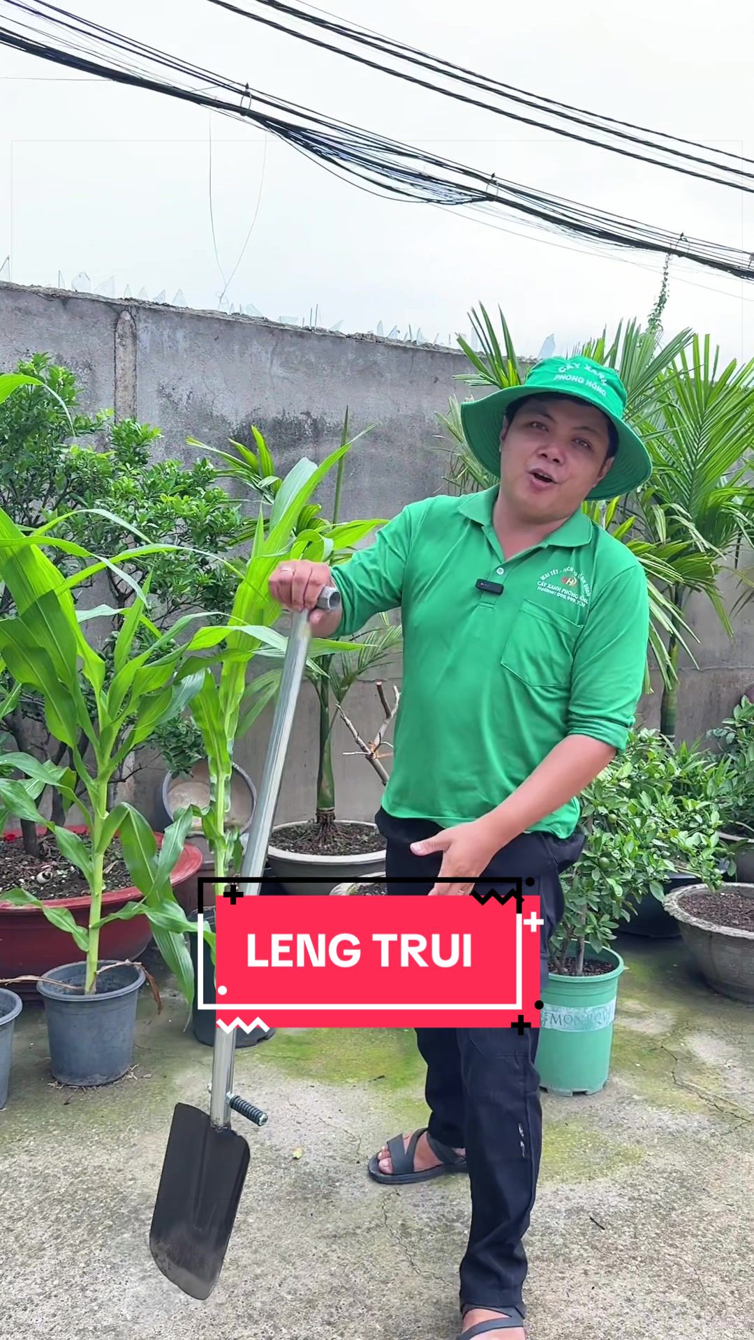 @C&acirc;y Xanh Phong Hồng