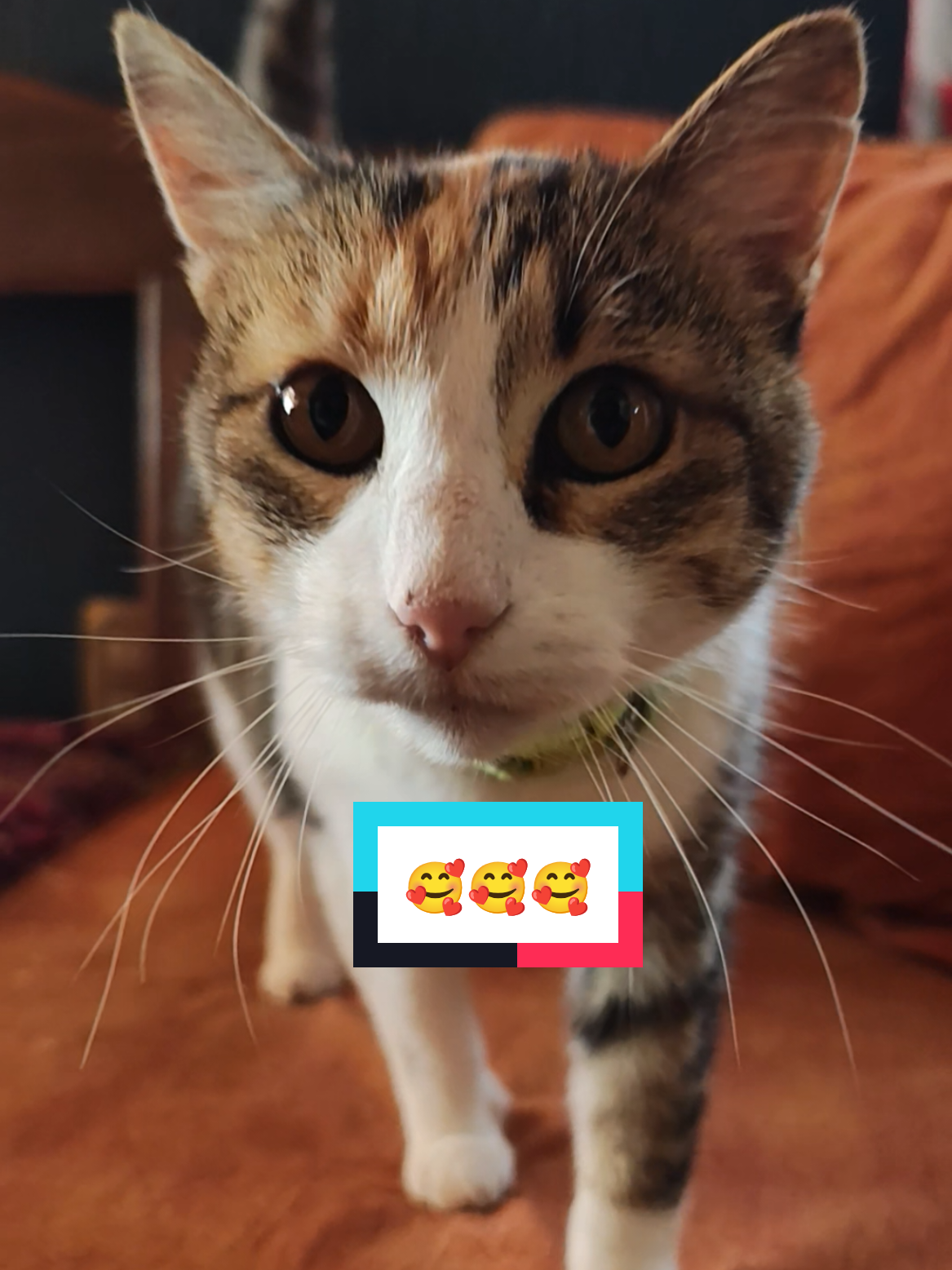 @Lunita🐱🌜