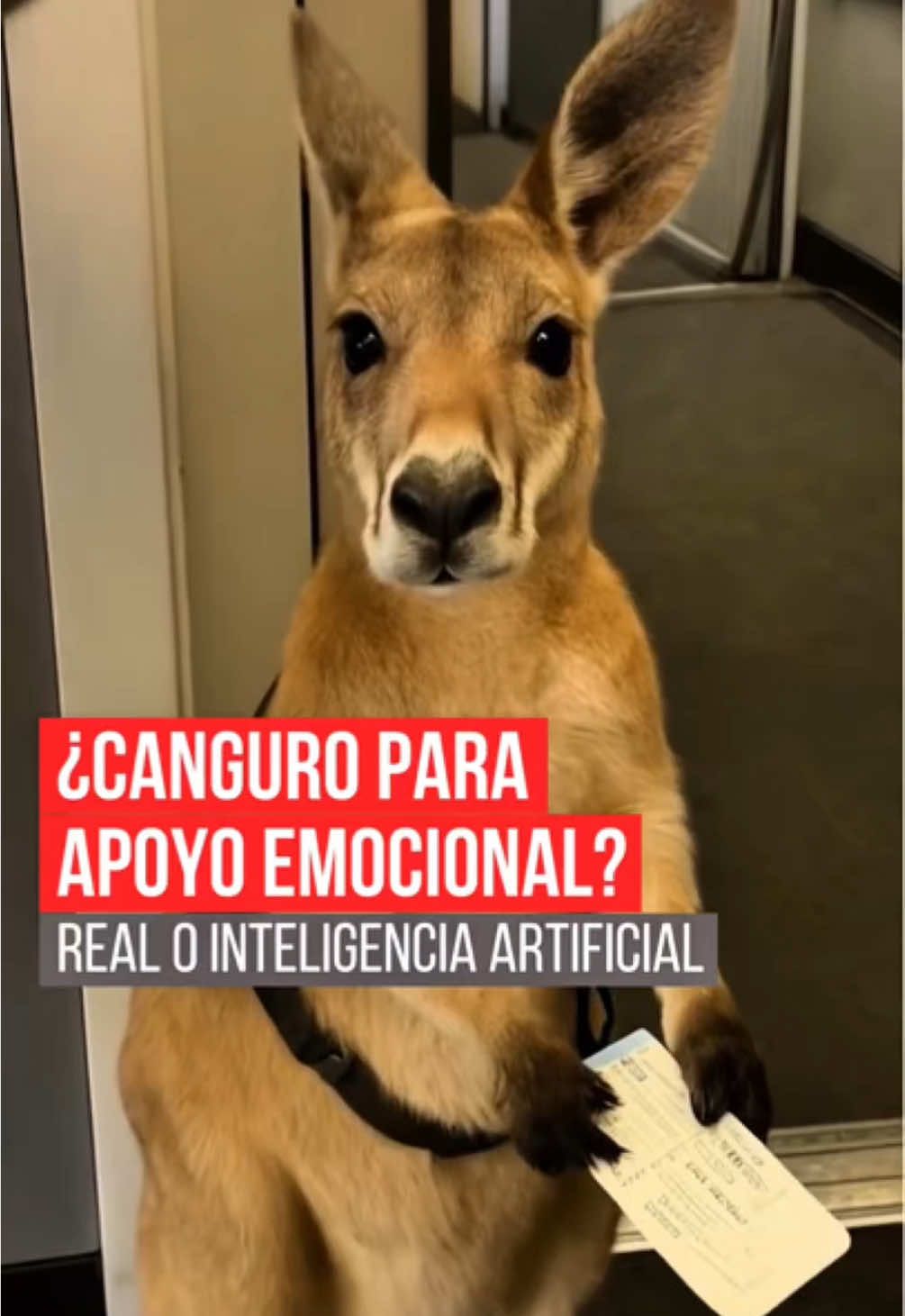 @As&iacute; Sucede Le&oacute;n Noticias