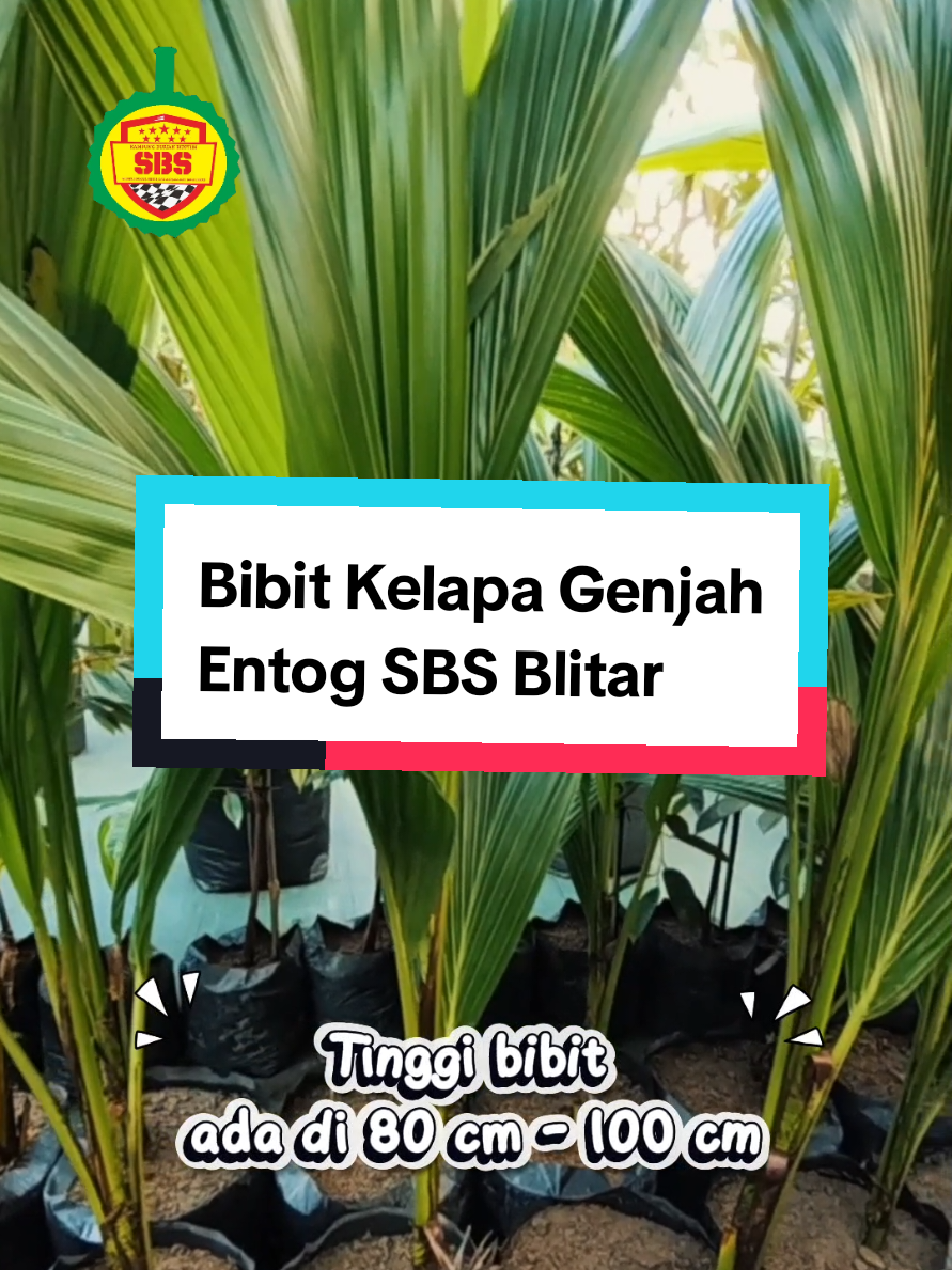 @Produksi Buah_SBS