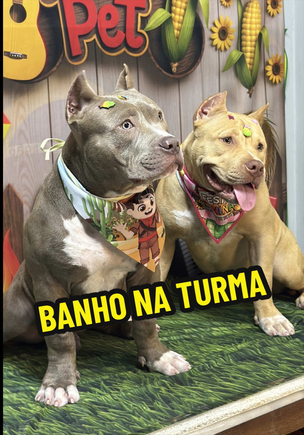 @Família Ragnar 🐶
