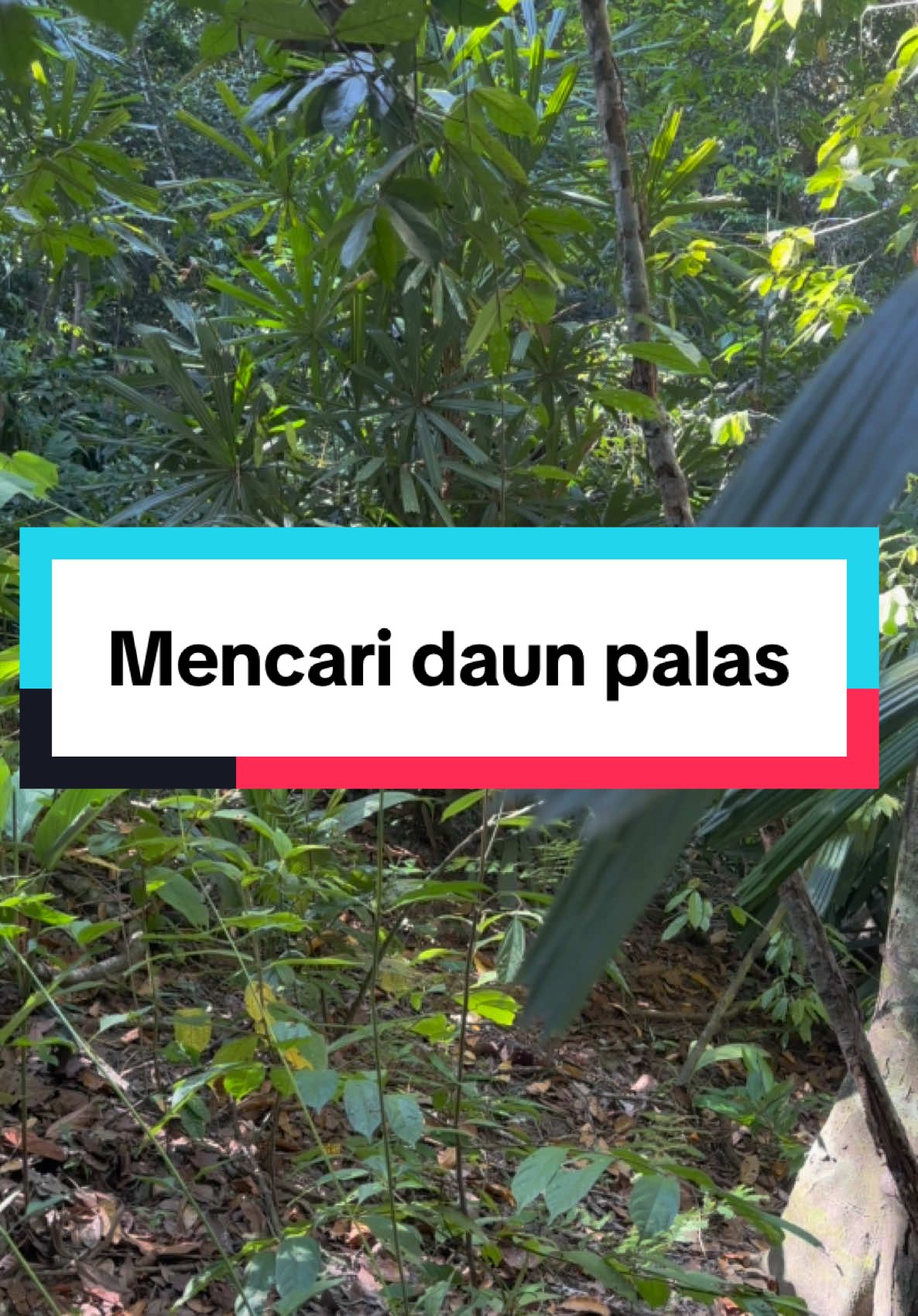@Ketupat palas lgg