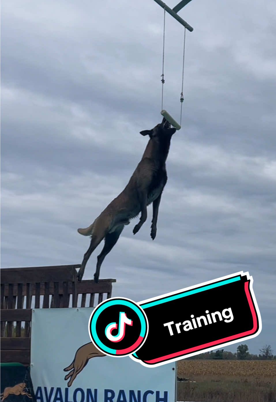@WaveRyder_k9