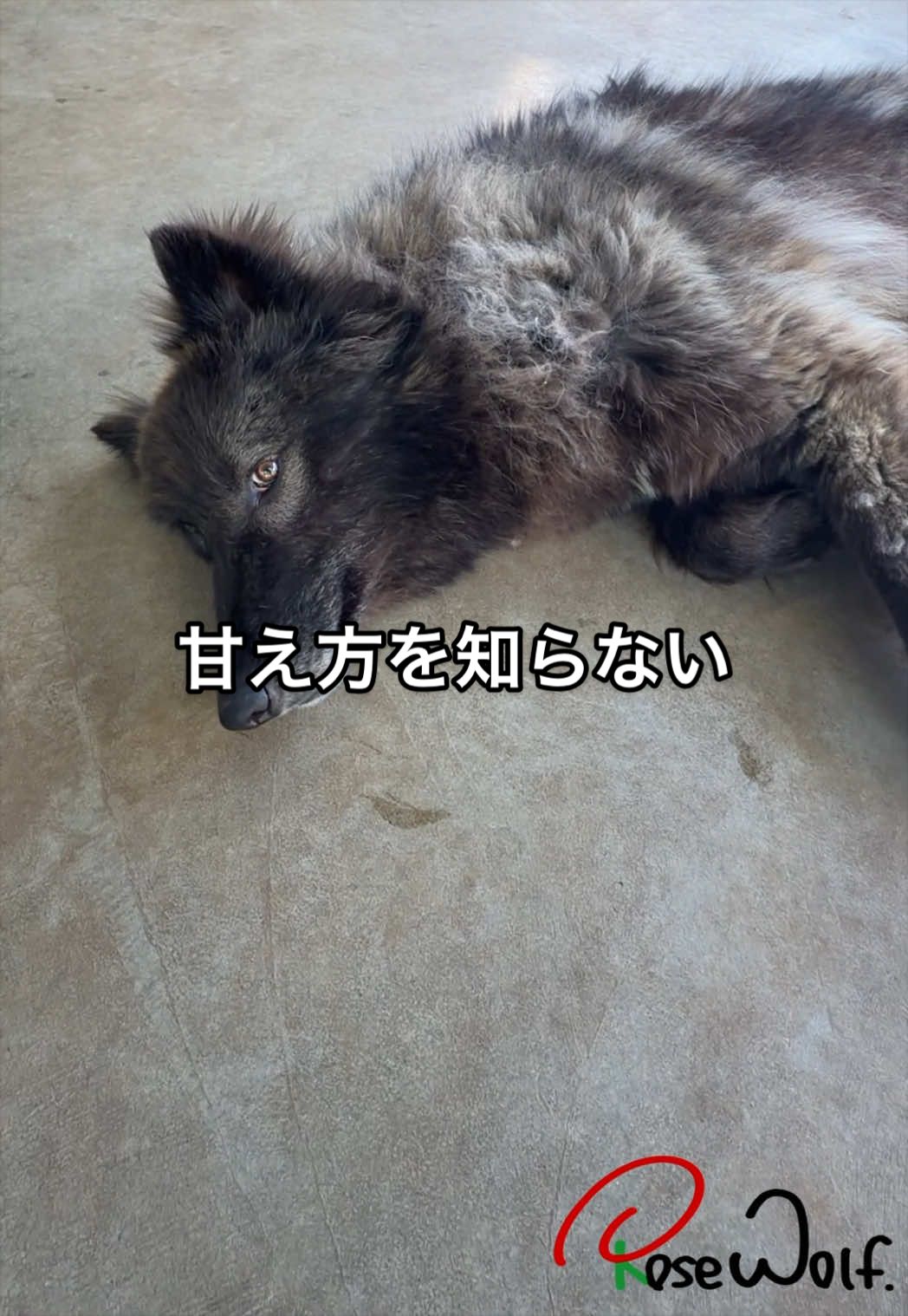 @ローズウルフ/ウルフドッグ犬舎