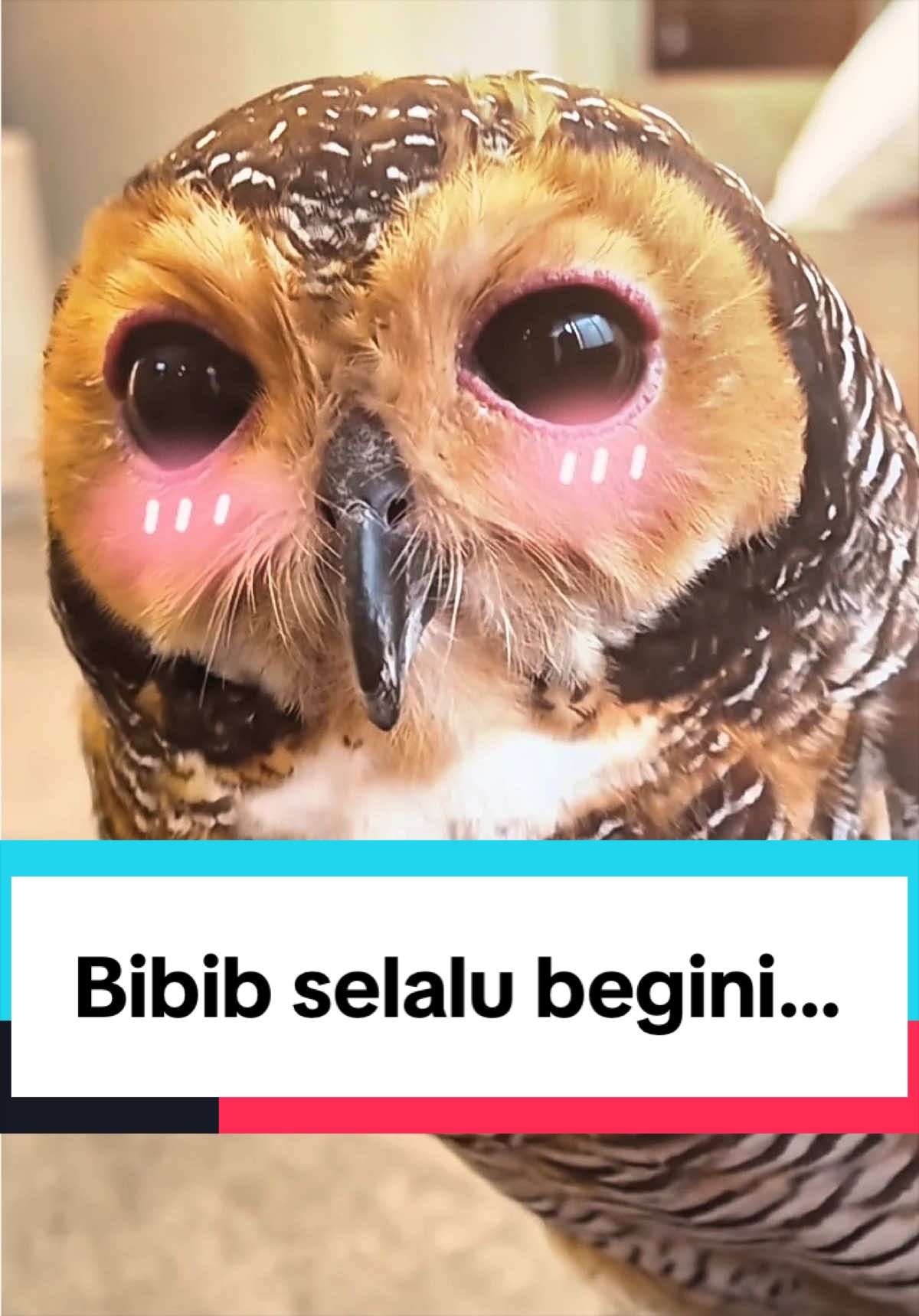 @Bibib Family