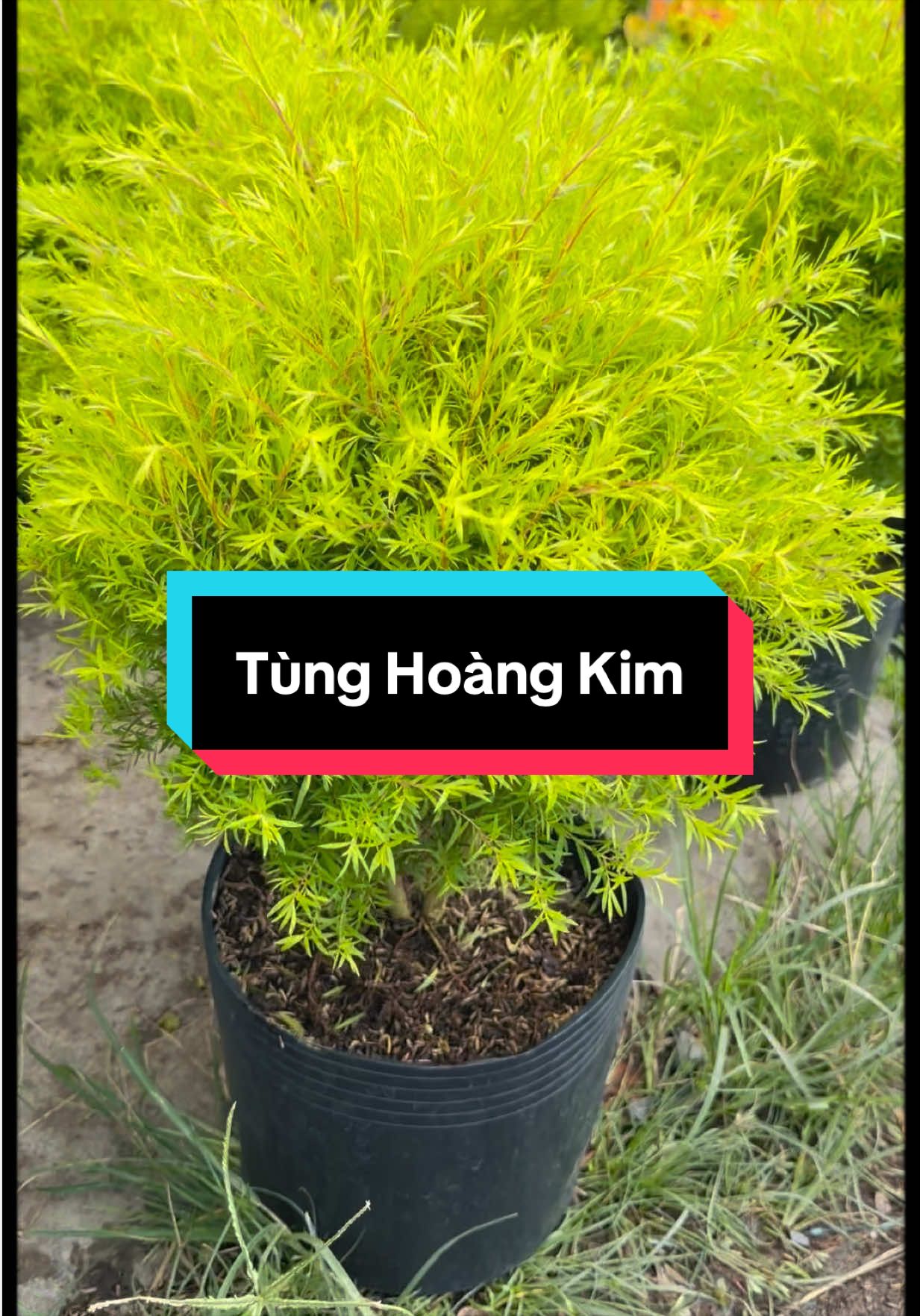 @Tiệm Lá Nhỏ