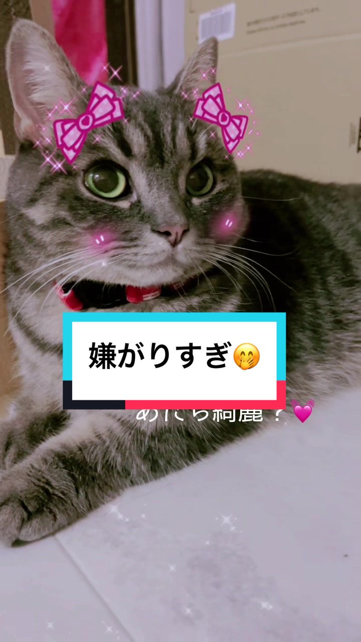 @ふたばꕤ︎︎
