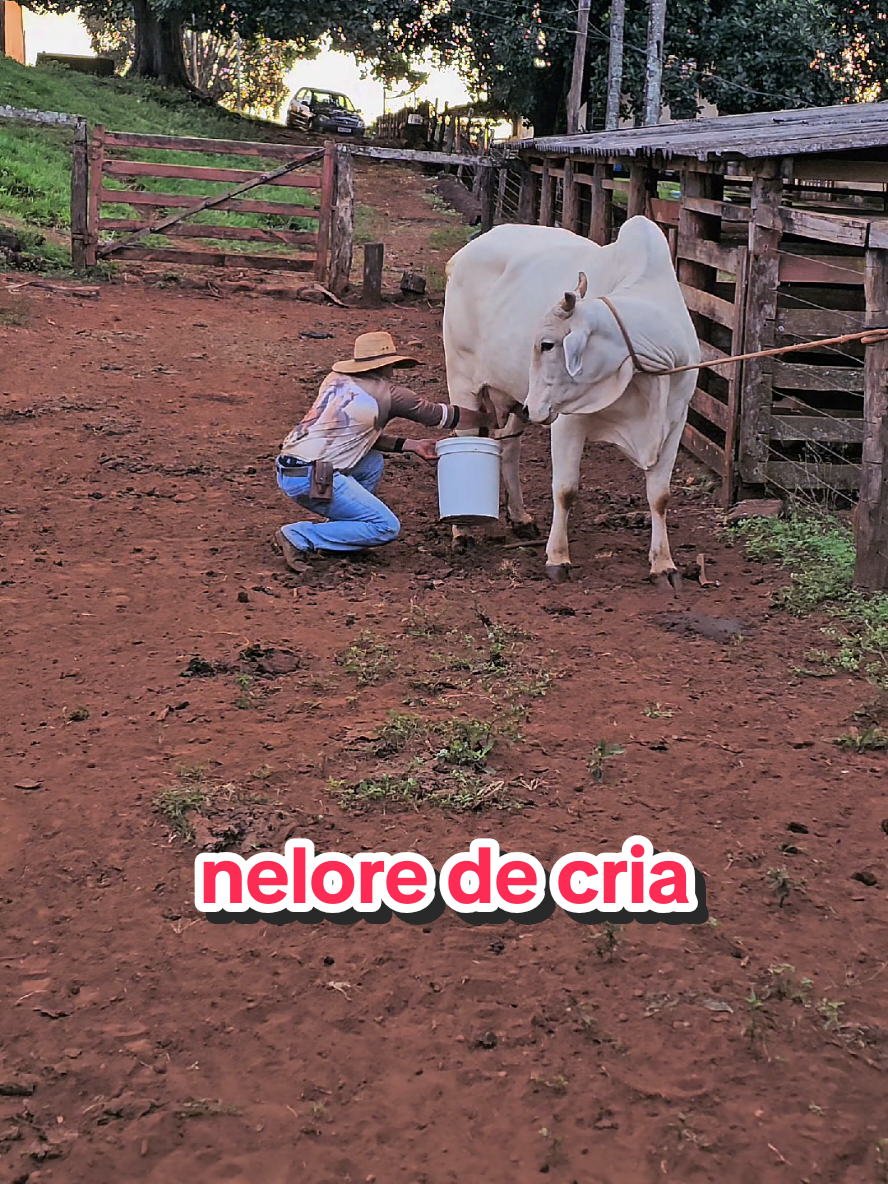 @Geovane neto