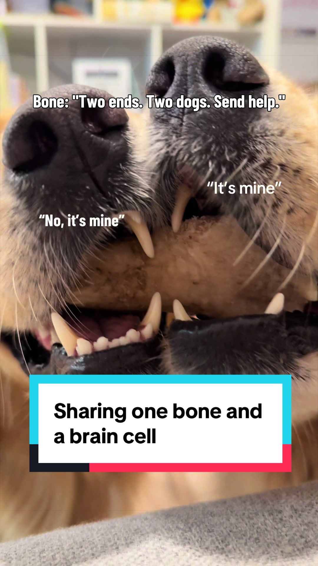 @3goldenretriever