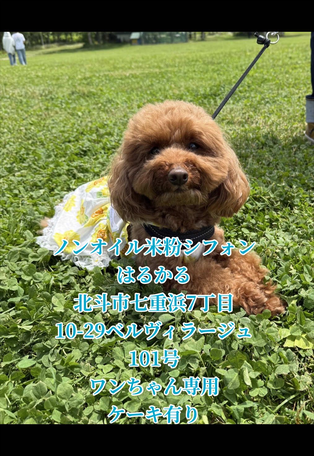 @テディきち