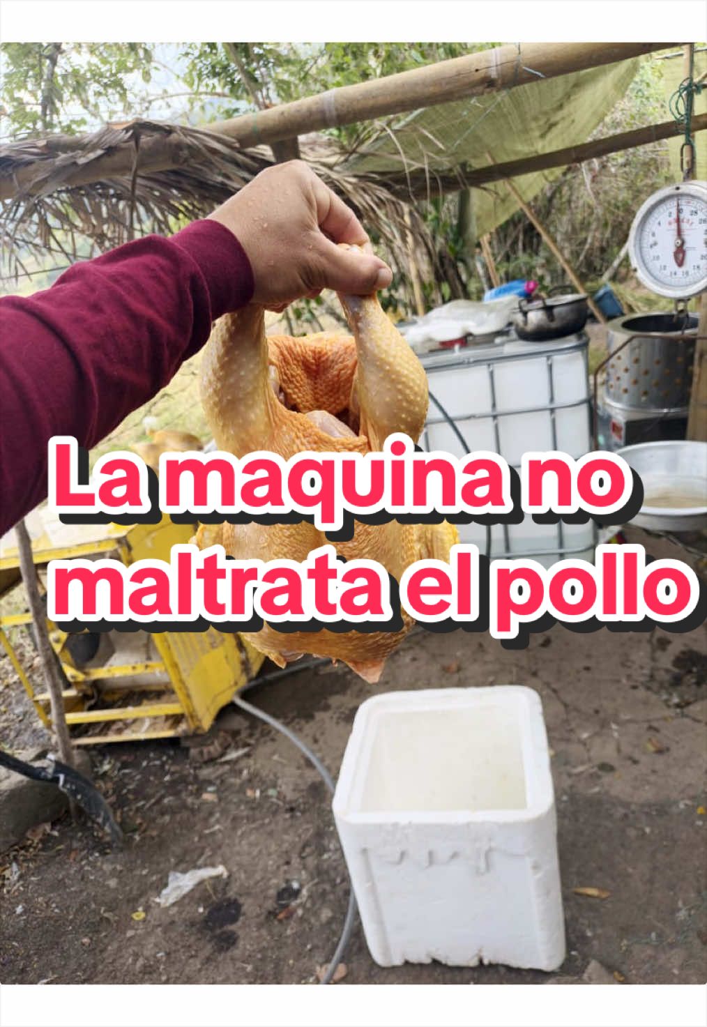 @elmagnatedelospollos