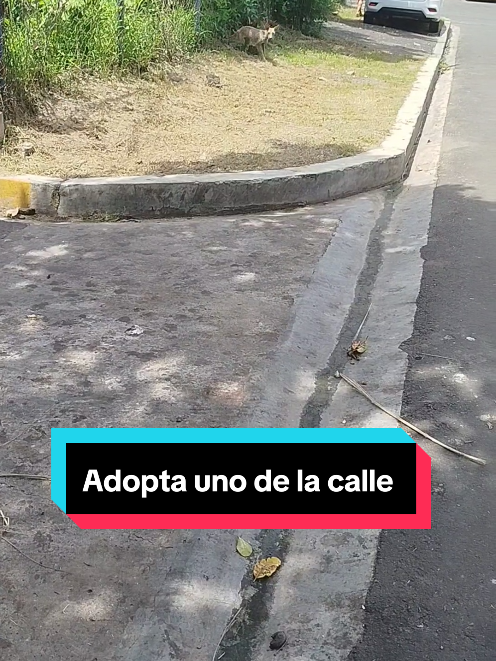 @ayudando perritos