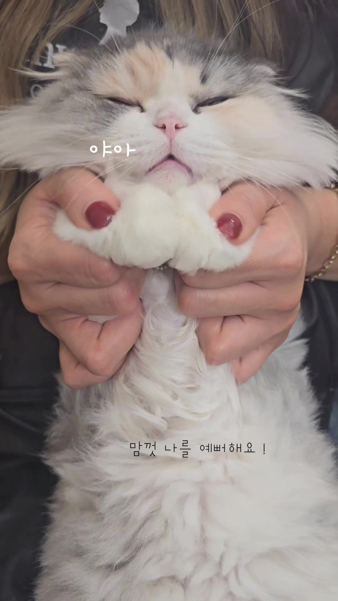 @미용실 고양이 뽀
