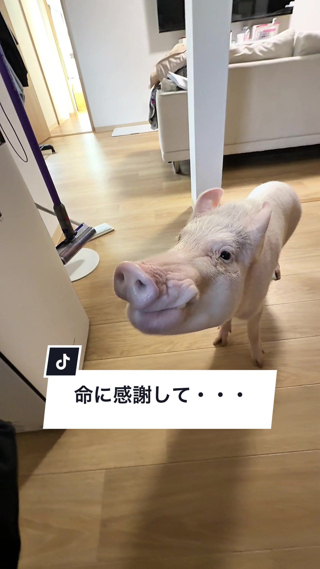 @めんべぇ家🐽💢