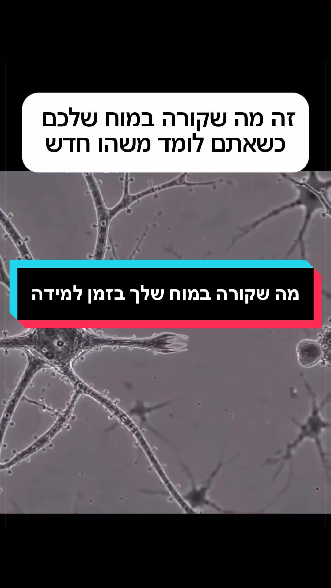 @ניתאי וייס | חופש מחרדות