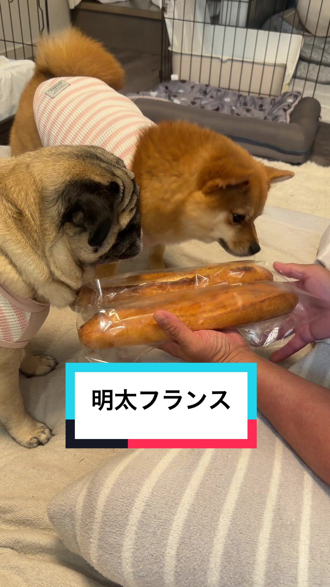 @🐶とん&ぺっぺこぺー🦊
