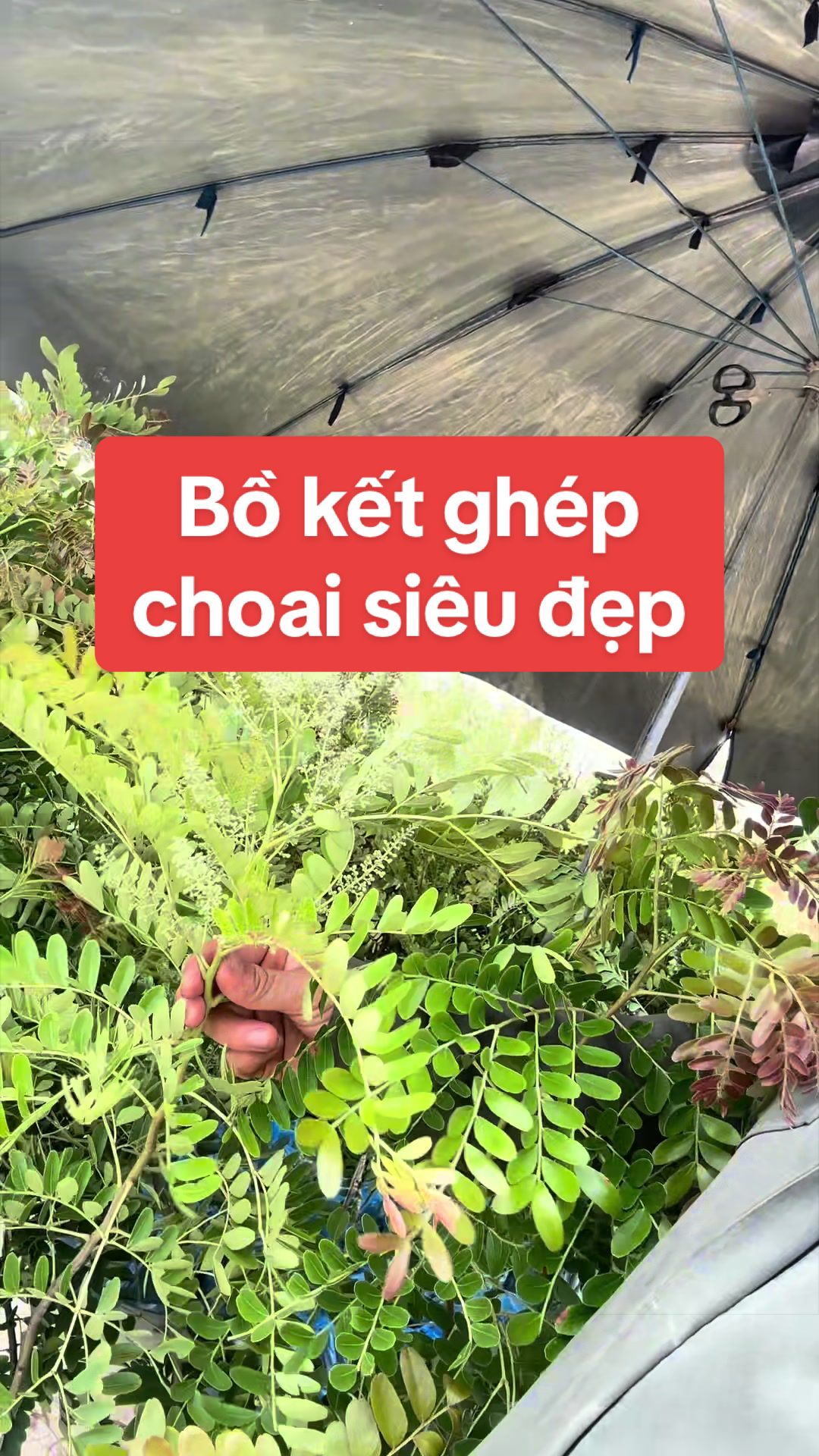 @Nh&agrave; Vườn Vũ Mai