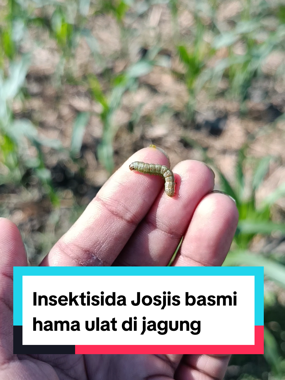 @tanipedia id