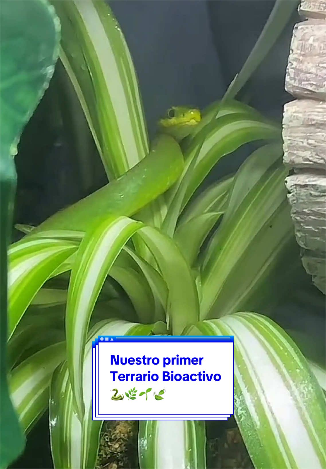 @Ibonne  Guzm&aacute;n 💎🐍