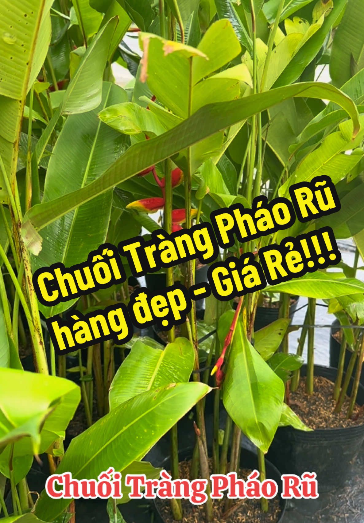@Tiệm L&aacute; Nhỏ