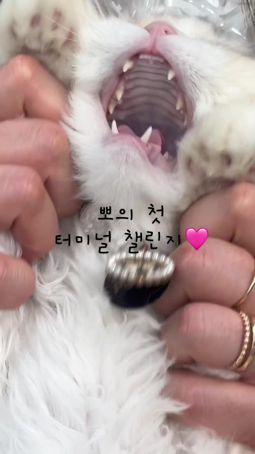 @미용실 고양이 뽀