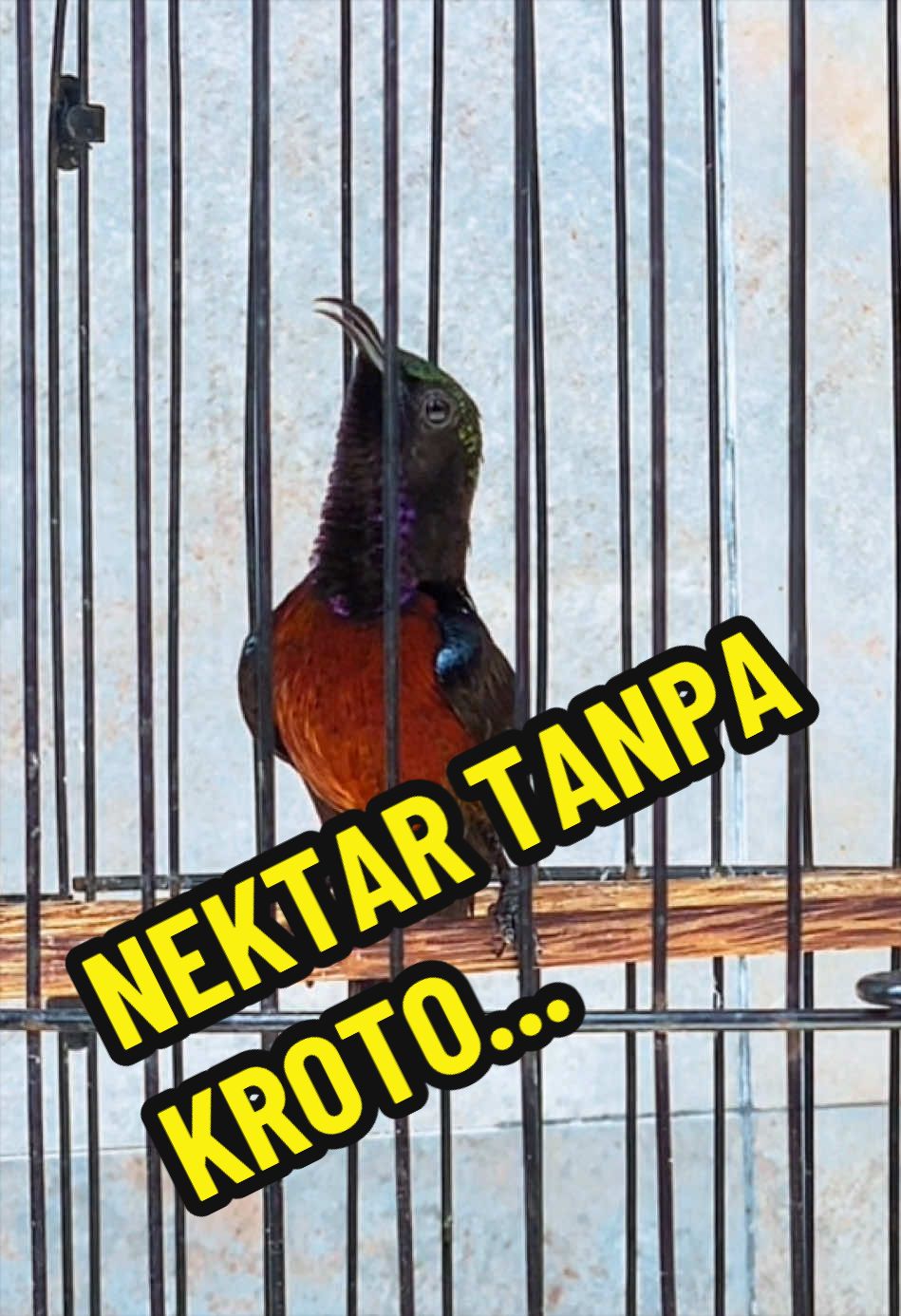@GeDang Manuk