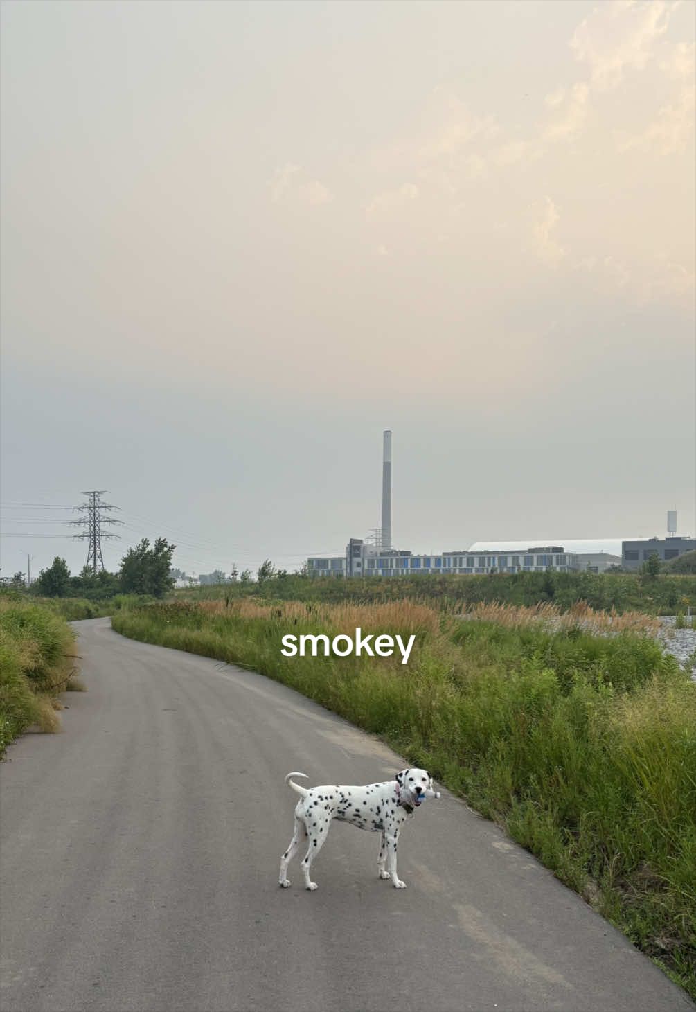 @Nevada the Dalmatian