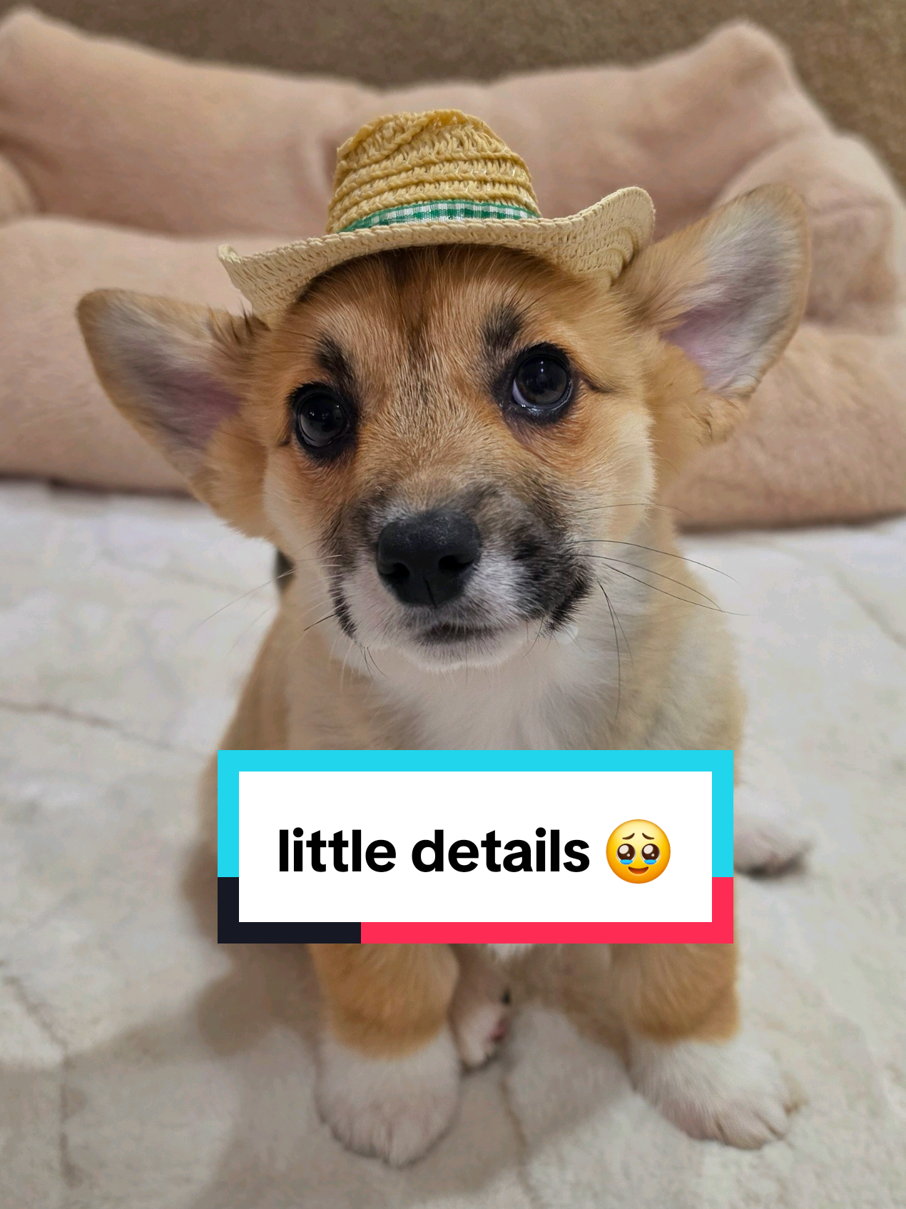 @Pocky the Corgi ๐ถ