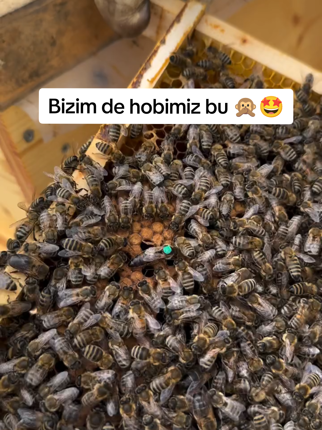@Doğan Arıcılık 🐝