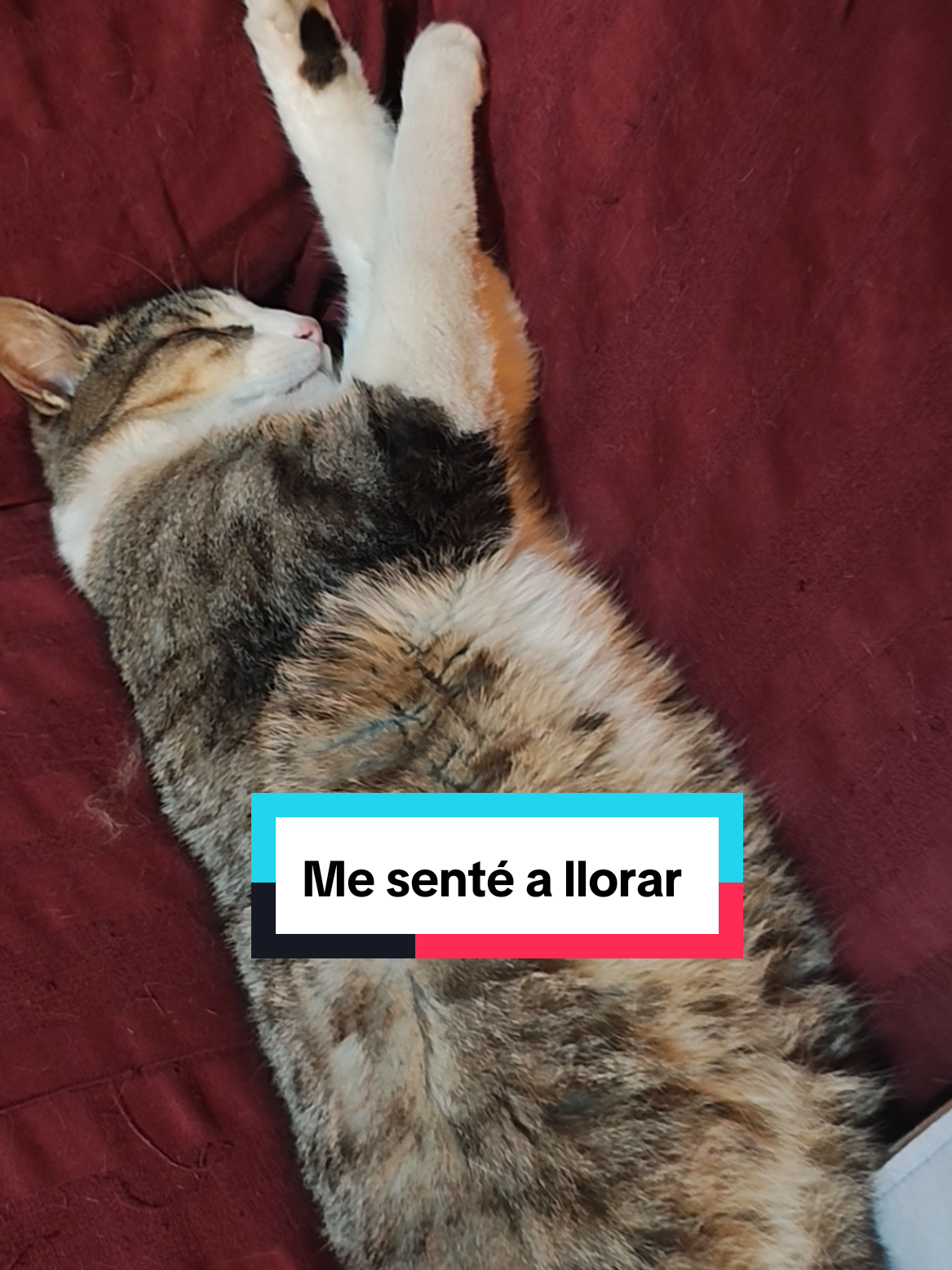 @Lunita🐱🌜