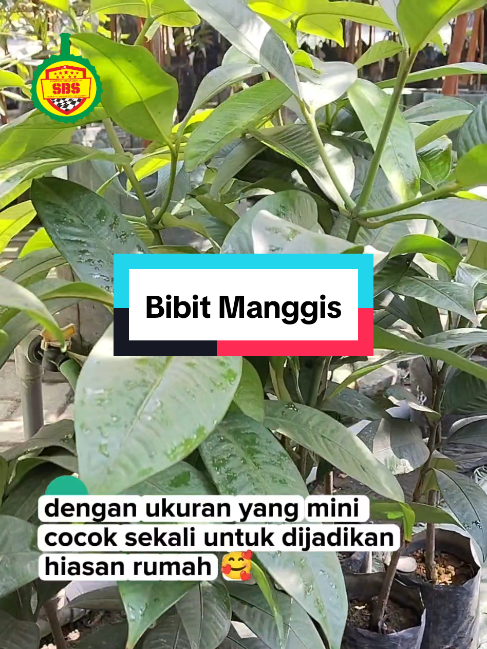 @Produksi Buah_SBS