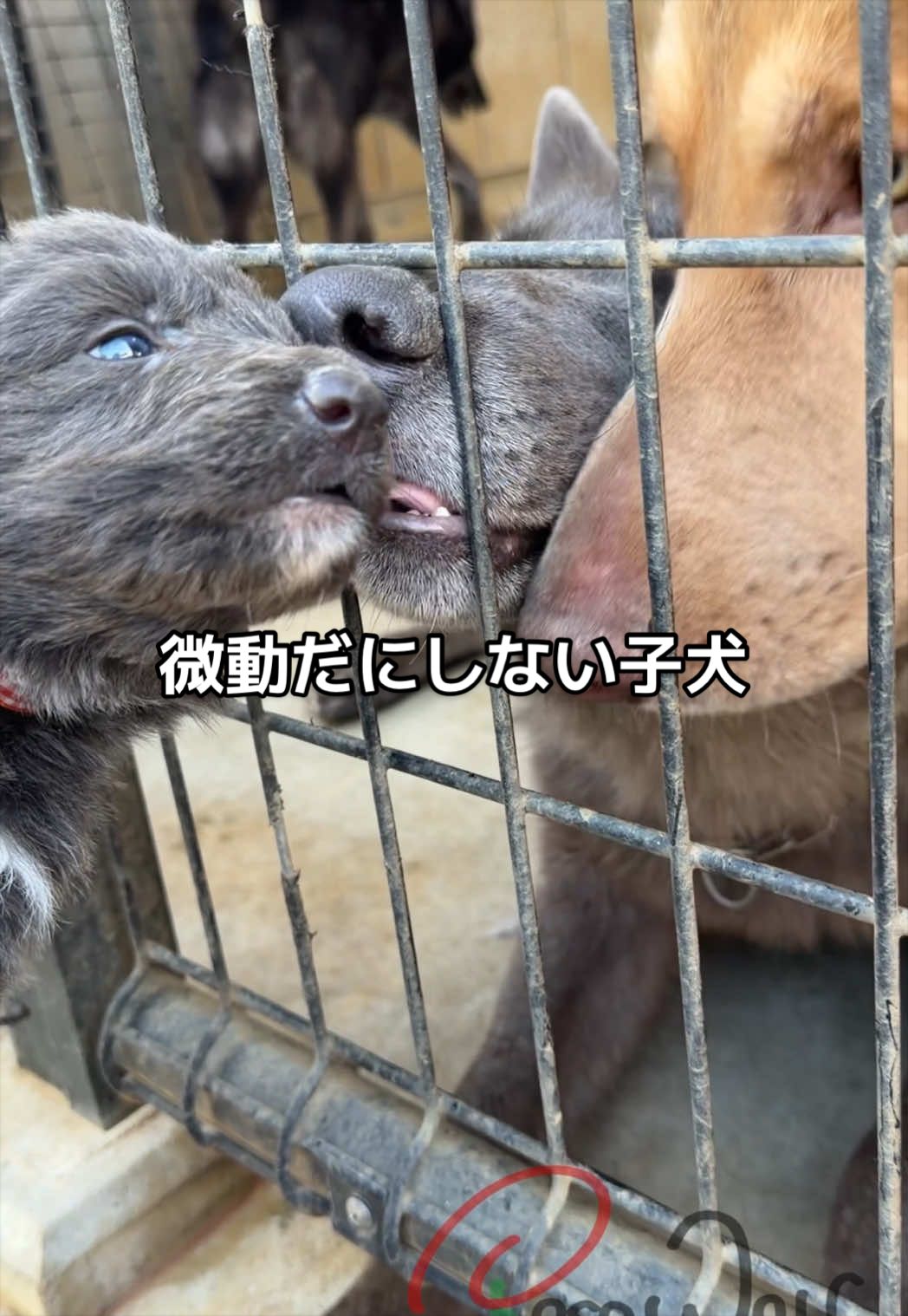 @ローズウルフ/ウルフドッグ犬舎