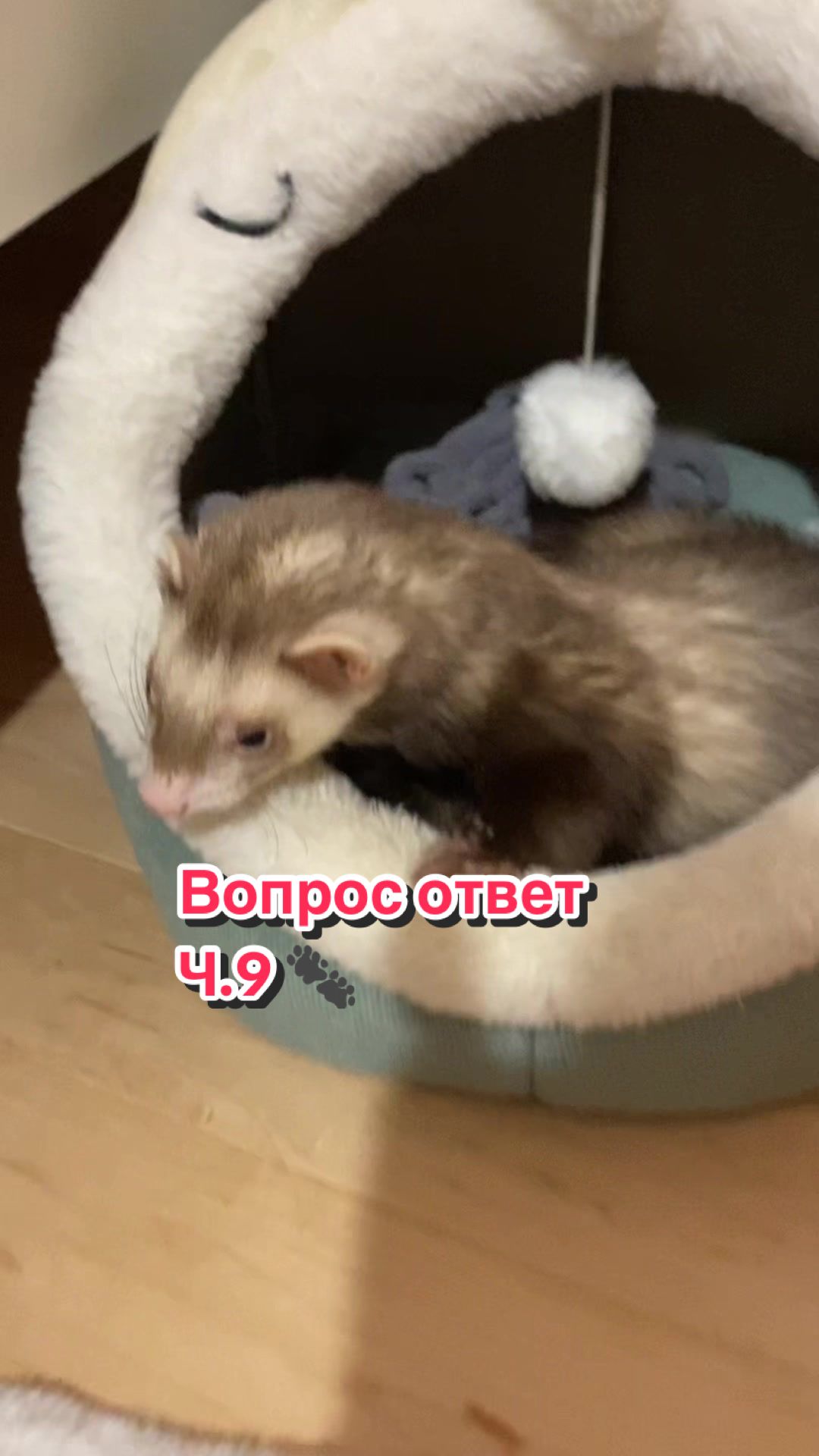 @F_u_r_e_t🐾✨🤍