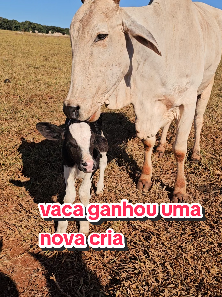 @Geovane neto