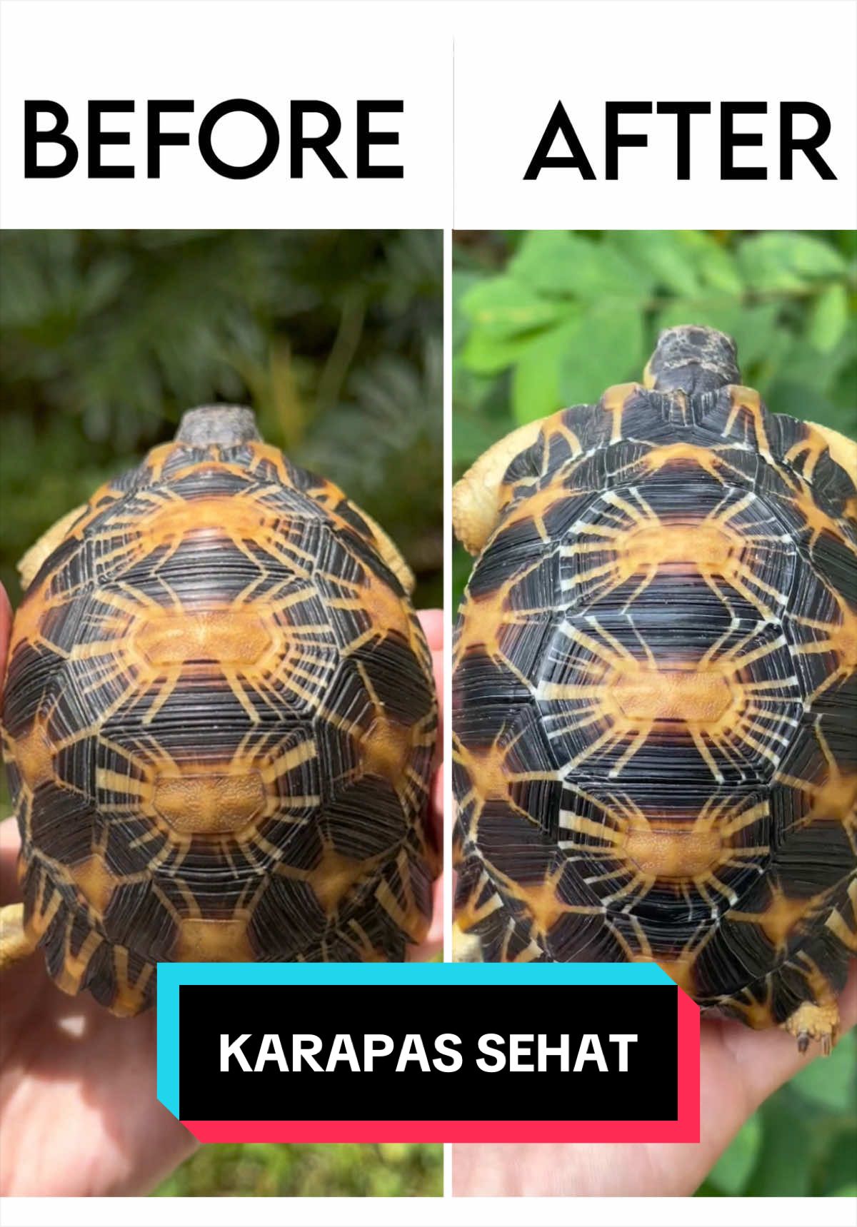 @Tortoisesworld