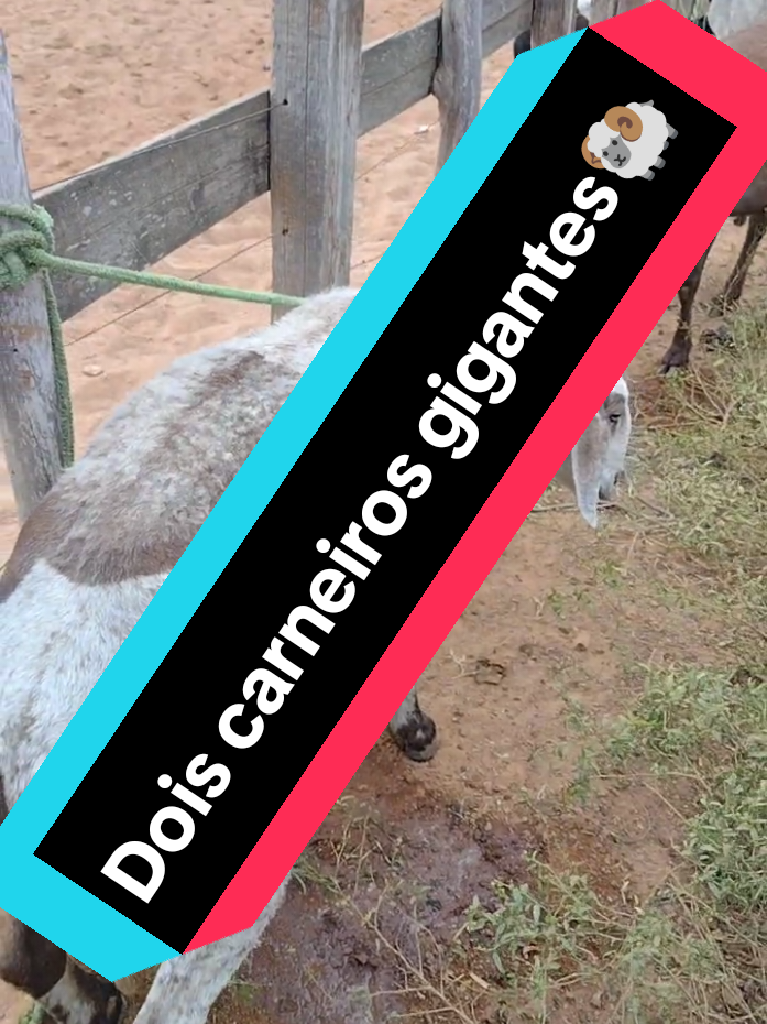 @Patricio do Ceará 🌵