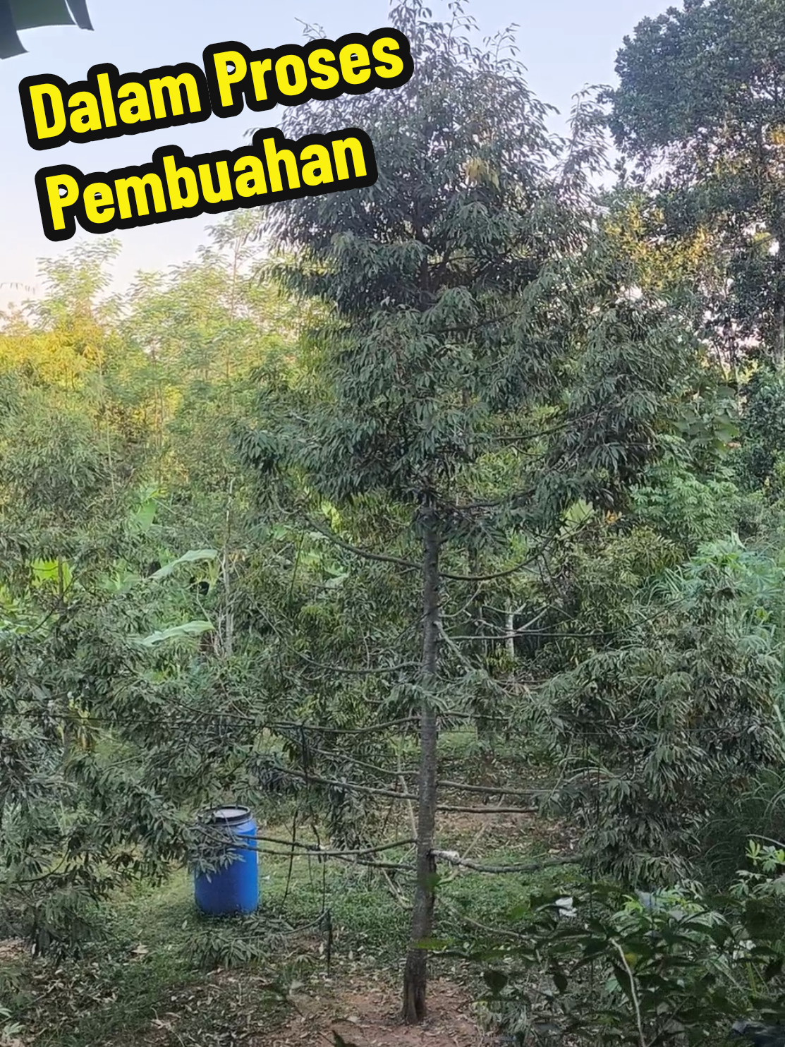 @Alas Durian Jepara