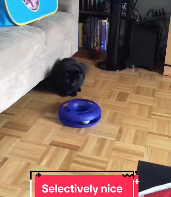 @Sir FluffyButt,the cat🇨🇦🇺🇦