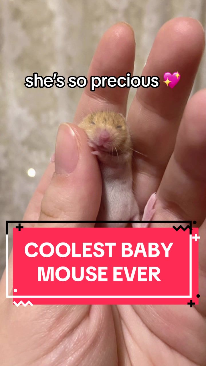@ThatMouseGirl♡