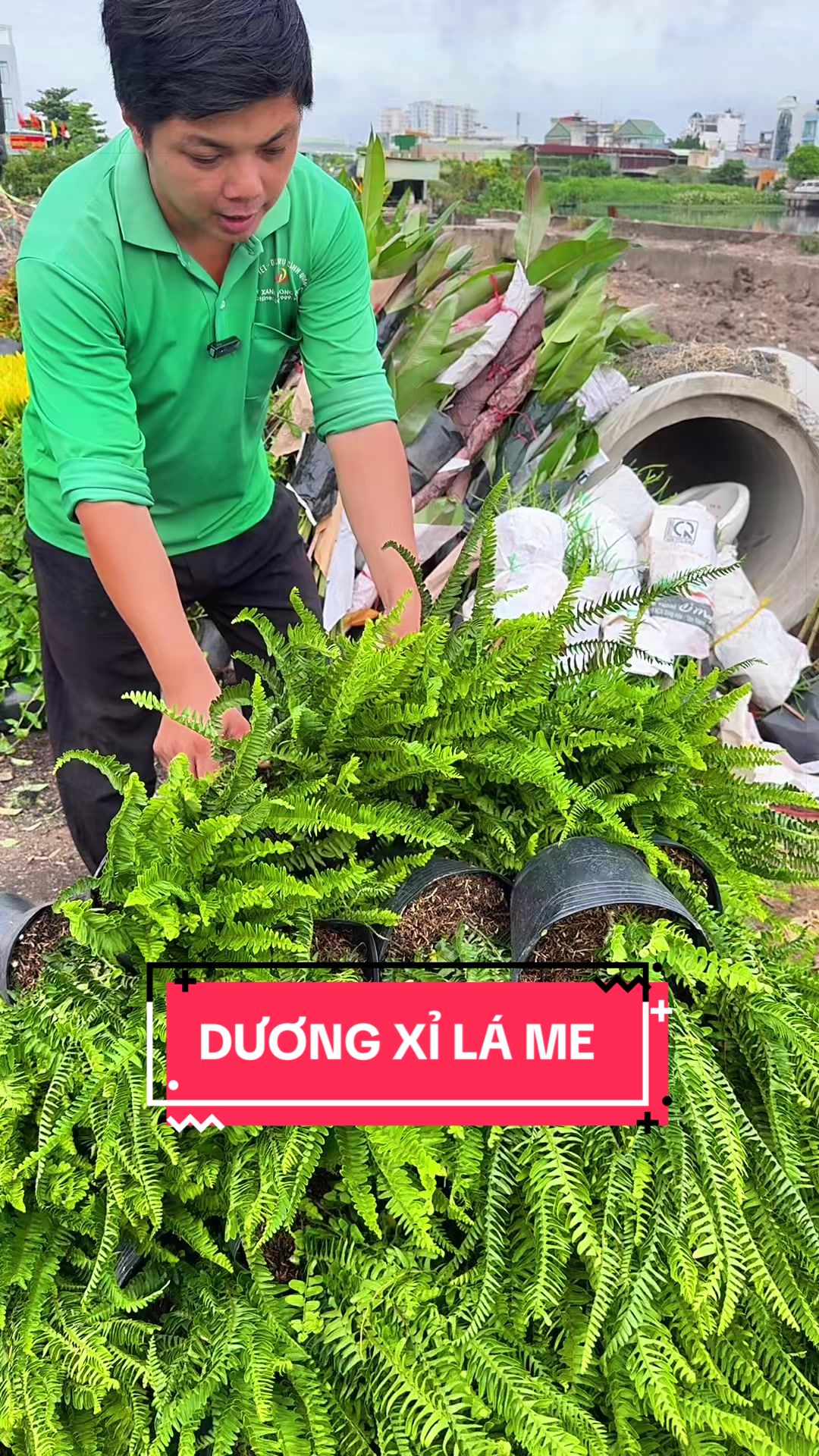 @Cây Xanh Phong Hồng