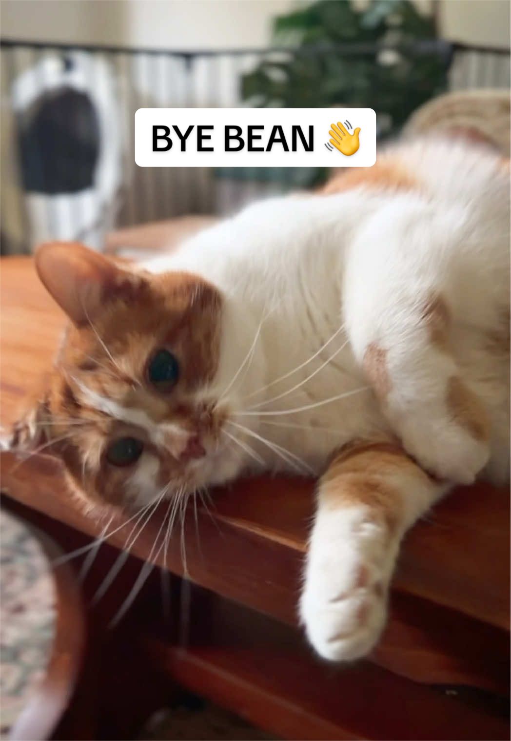 @Beauty and the Bean