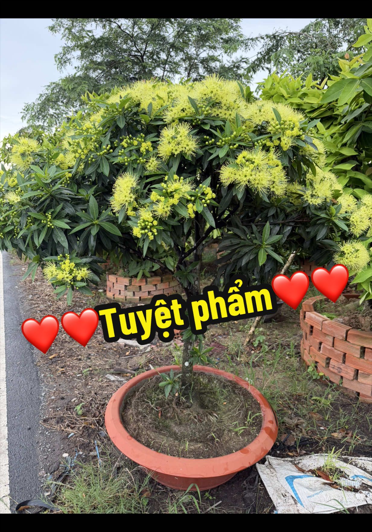 @Tiệm Lá Nhỏ