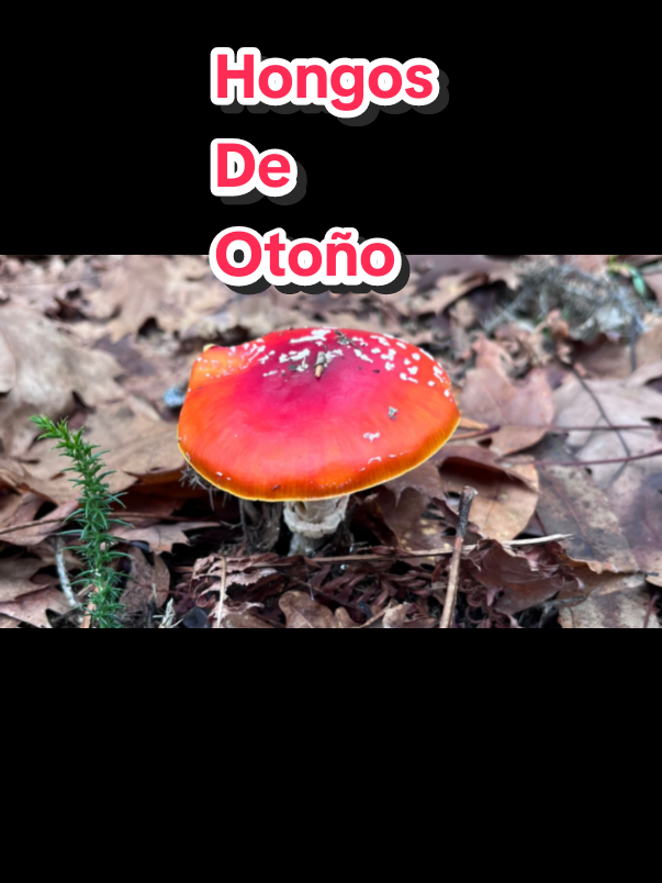 @PaoLe