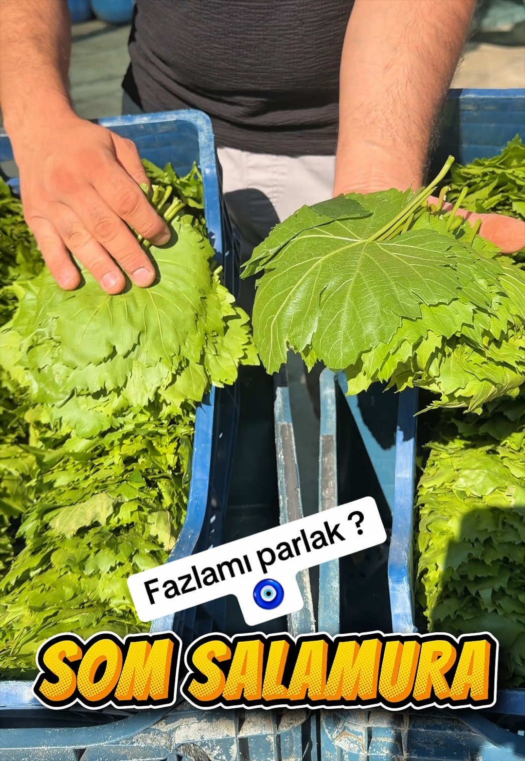 @🍁SOM SALAMURA YAPRAK🍁