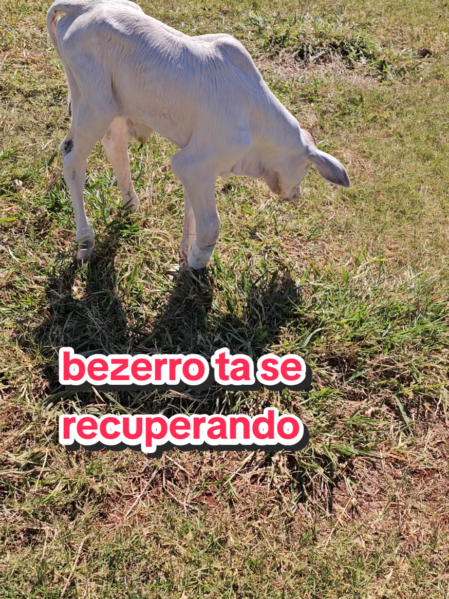 @Geovane neto