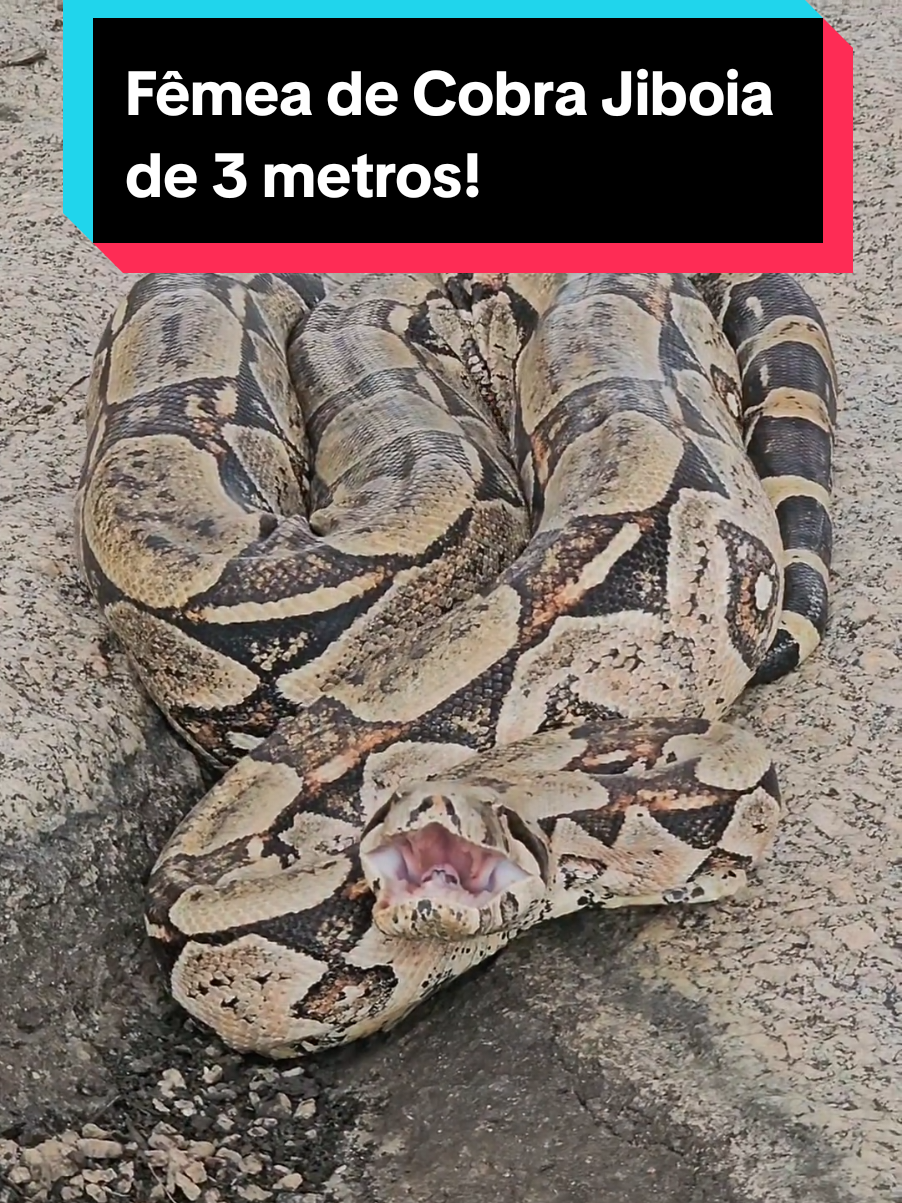 @Princesa das Serpentes