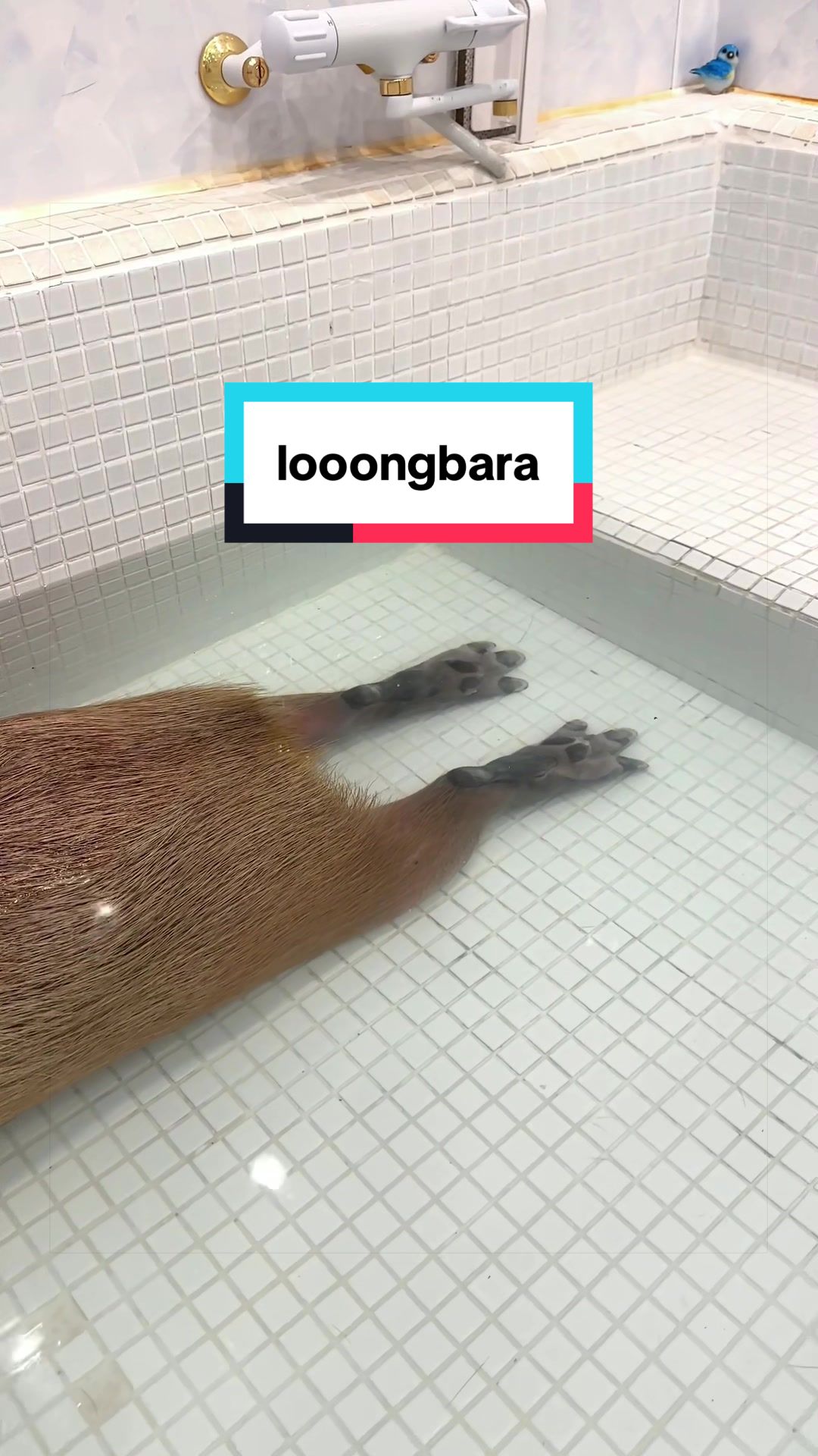 @カピヴィレッジ